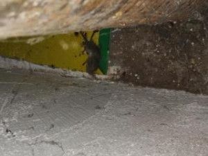 V prodejně potravin v Chrastavě našli hygienici mrtvé hlodavce a špínu. S okamžitou platností obchod zavřeli