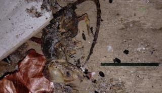 V prodejně potravin v Chrastavě našli hygienici mrtvé hlodavce a špínu. S okamžitou platností obchod zavřeli