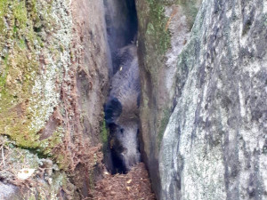 Premiérový zásah profesionálních hasičů v kraji – na Hruboskalsku  zachraňovali ze skalní průrvy 11 divočáků