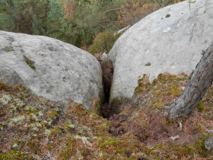 Premiérový zásah profesionálních hasičů v kraji – na Hruboskalsku  zachraňovali ze skalní průrvy 11 divočáků