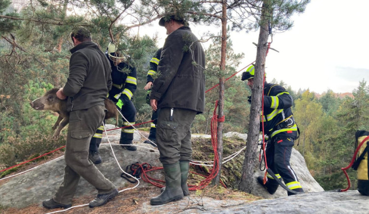 Premiérový zásah profesionálních hasičů v kraji – na Hruboskalsku  zachraňovali ze skalní průrvy 11 divočáků