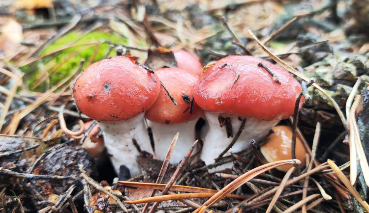 BLOG: Slizák růžový, pohledná houba borových lesů