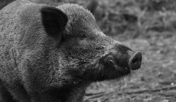 Divočák napadl lovce při honu a způsobil mu těžká zranění. Na místě zasahovala letecká záchranná služba