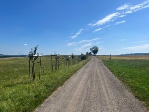 V anketě Alej roku 2024 má Liberecký kraj dva zástupce. Aleje v Chuchelně a v Zahrádkách