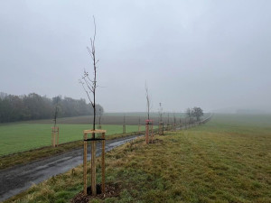 Frýdlant vysadil novou ovocnou alej ze 141 stromů, využil na to dotaci