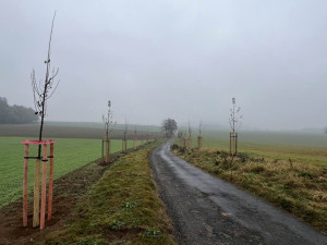 Frýdlant vysadil novou ovocnou alej ze 141 stromů, využil na to dotaci