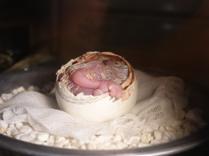 Průlom v ochraně orla opičího: Zoo Liberec významně pomohla v odchovu mláděte pomocí umělé inseminace