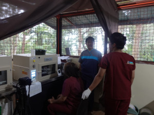 Průlom v ochraně orla opičího: Zoo Liberec významně pomohla v odchovu mláděte pomocí umělé inseminace