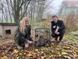 Muž z Frýdlantska chytil mývala, který mu čtyři měsíce chodil na slepice, daroval ho táborské zoo