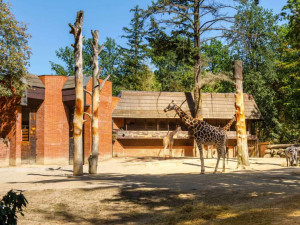 Kraj připravuje rekonstrukci pavilonu a výběhu žiraf v liberecké zoo. Vyjde na více než sto milionů