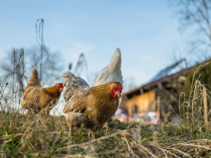 Chovateli na Českolipsku uhynuly všechny slepice na ptačí chřipku. Uzavřená pásma se však nevymezí