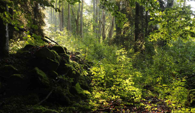 NP Šumava chce do deseti let rozšířit bezzásahovou zónu na více než 50 procent své rozlohy, inspirací mu je Bavorský les