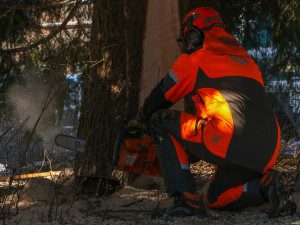 Vánoční strom pro Prahu už se veze. Na Staromáku bude stát od úterního rána