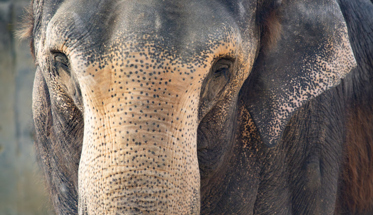 Liberecká zoo zřejmě do roka přijde o svého posledního slona