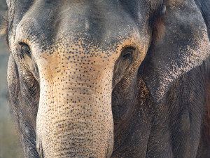 Liberecká zoo zřejmě do roka přijde o svého posledního slona