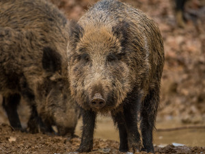 Kvůli odlovu divokých prasat je nově zakázán vstup ve večerních a nočních hodinách i do části honitby Harcov