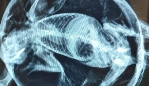 Ježek s balónovým syndromem doputoval do liberecké Archy. Veterináři ho vyfukovali dutou jehlou 