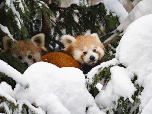 Liberecká zoo otevře i na Štědrý den. Láká na dobrovolné vstupné, ocení dárky pro zvířata