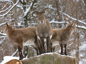 Do liberecké zoo na Štědrý den přišlo skoro 3000 lidí, i když počasí nepřálo