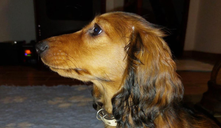 Zloděj ukradl štěně trpasličího jezevčíka přímo ze zahrady. Krádež řeší policie