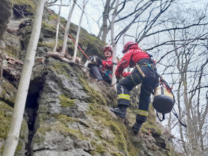 Pes utekl za srnkou, uvázl na skalní stěně. Pomoct museli hasiči