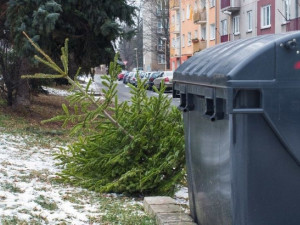 Svoz vánočních stromků začne v Liberci a Jablonci nad Nisou v pondělí