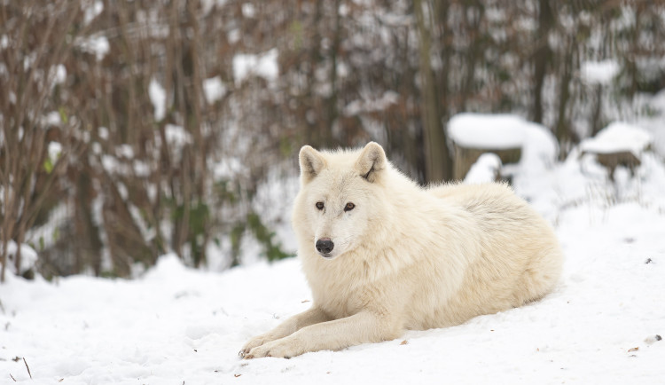 Kolik zvířat je v olomoucké zoo? Inventuru si mohou vyzkoušet i její návštěvníci