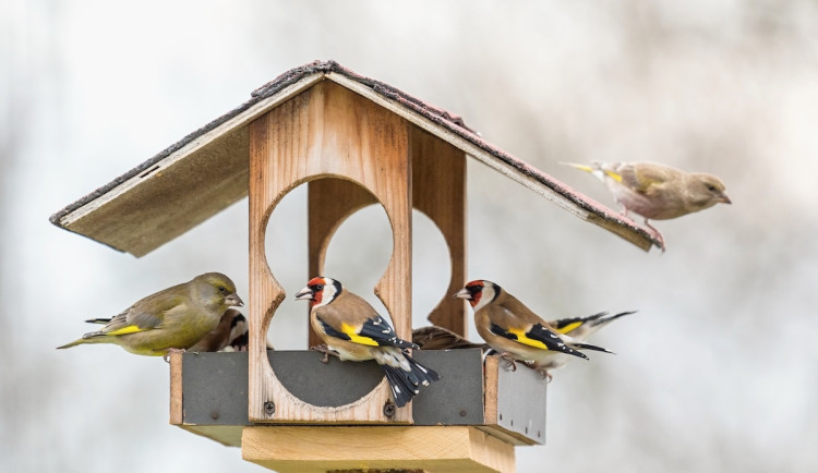 Ptačí hodinka začíná. Ode dneška mohou lidé po celém Česku sčítat ptáky na krmítkách