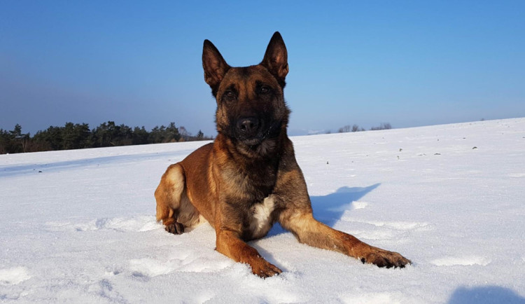 Pachatel vloupání do domku v Mníšku policii neutekl. Za komínem opuštěného domu ho vyčmuchal policejní pes Rooney