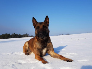 Pachatel vloupání do domku v Mníšku policii neutekl. Za komínem opuštěného domu ho vyčmuchal policejní pes Rooney