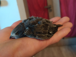 Záchranná stanice pro volně žijící zvířata Archa přijala loni 2868 zvířat. Zachránit a vypustit do přírody se podařilo 62 % z nich