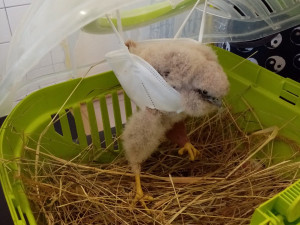 Záchranná stanice pro volně žijící zvířata Archa přijala loni 2868 zvířat. Zachránit a vypustit do přírody se podařilo 62 % z nich