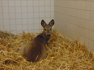 Záchranná stanice pro volně žijící zvířata Archa přijala loni 2868 zvířat. Zachránit a vypustit do přírody se podařilo 62 % z nich