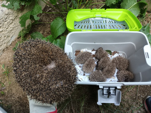 Záchranná stanice pro volně žijící zvířata Archa přijala loni 2868 zvířat. Zachránit a vypustit do přírody se podařilo 62 % z nich