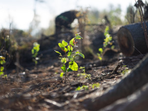 Do ochrany přírody vložila loni Nadace Ivana Dejmala 3,6 milionu korun. Vysadila například 60 tisíc stromů