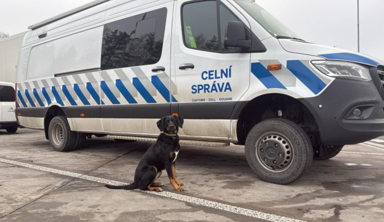 Z útulku do služby u celníků. Snový obrat v životě mladé fenky Báry