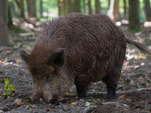 Africký mor prasat potvrdila laboratoř v Libereckém kraji naposledy loni v srpnu