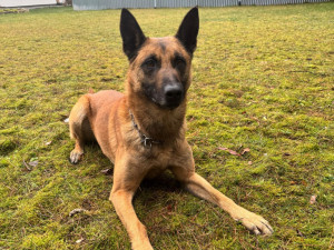 Psovodem roku kraje je liberecký policista Tomáš Louda, ocenění získal za vypátrání ztraceného chlapce