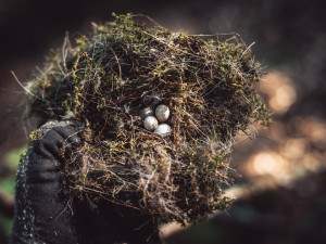 V Jizerských horách jsou tisíce ptačích budek. Čistí, opravují a monitorují je Lesy ČR