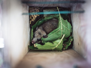 V Jizerských horách jsou tisíce ptačích budek. Čistí, opravují a monitorují je Lesy ČR