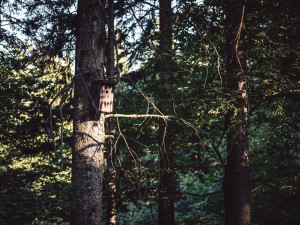 V Jizerských horách jsou tisíce ptačích budek. Čistí, opravují a monitorují je Lesy ČR