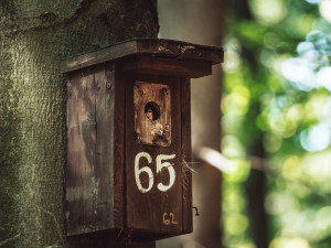 V Jizerských horách jsou tisíce ptačích budek. Čistí, opravují a monitorují je Lesy ČR
