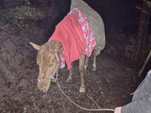 Noční zásah hasičů: s pomocí speciální záchranné sítě vytahovali v Českém ráji kobylu z 50 metrů hluboké rokle