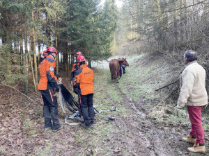 Noční zásah hasičů: s pomocí speciální záchranné sítě vytahovali v Českém ráji kobylu z 50 metrů hluboké rokle