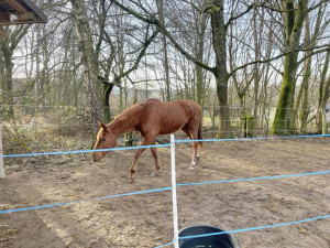 Noční zásah hasičů: s pomocí speciální záchranné sítě vytahovali v Českém ráji kobylu z 50 metrů hluboké rokle
