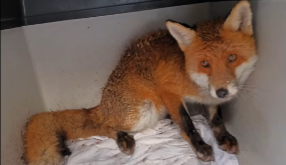 Zachráněný lišák těsně před vypuštěním do volné přírody.