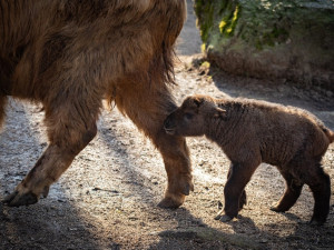 V Liberecké zoo se narodil sameček takina čínského. Úspěšný odchov pomáhá dostat takiny i do dalších zoo světa