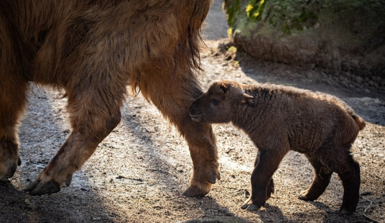 V Liberecké zoo se narodil sameček takina čínského