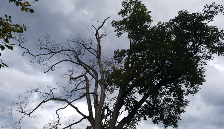 Koruna javoru v ulici Vodní.