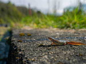 Čolek horský, foto Michal Šulc